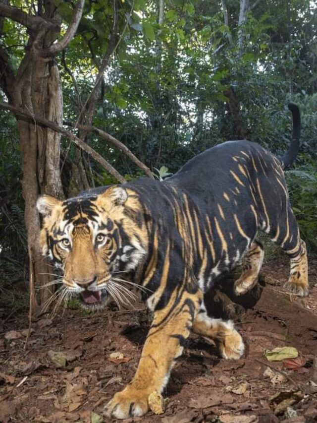 An IFS Officer  shared a Glimpse of Black Tiger from The Similipal Tiger Reserve